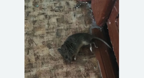 Дезинфекция от мышей в Восточном Дегунино города Москвы